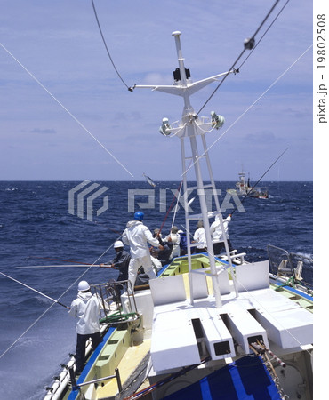 カツオ一本釣り漁 19802508