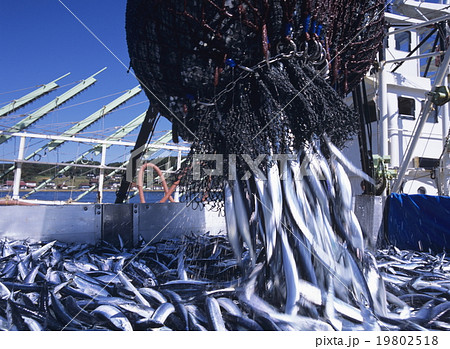 水揚げされるサンマ 気仙沼 水揚げされるサンマ 気仙沼 19802518