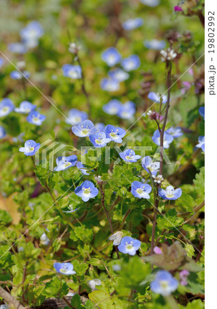 春　オオイヌノフグリ 19802992