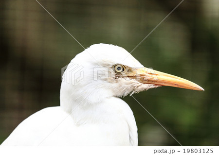 Cattle Egret Bird 19803125