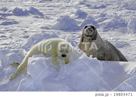 アザラシの親子 19803471