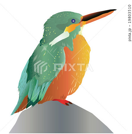 カワセミのイラスト素材