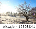 Winter landscape with hoarfrost crystal apple tree 19803841