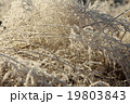 Grass with ice crystals 19803843