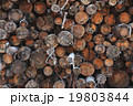 A pile of wood tree logs 19803844