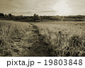 Path in cold winter field. Sepia effect landscape 19803848