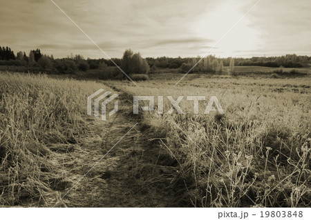 Path in cold winter field. Sepia effect landscape Path in cold winter field. Sepia effect landscape 19803848