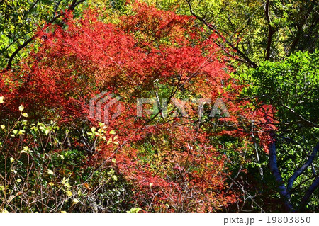 祝子川の紅葉と大崩山 19803850