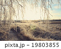 Winter landscape with birch branches 19803855