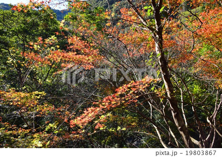祝子川の紅葉と大崩山 祝子川の紅葉と大崩山 19803867