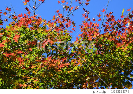 祝子川の紅葉と大崩山 祝子川の紅葉と大崩山 19803872