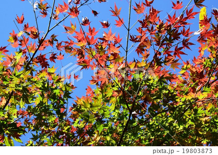 祝子川の紅葉と大崩山 祝子川の紅葉と大崩山 19803873