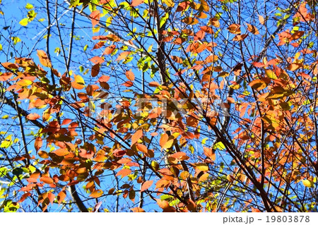 祝子川の紅葉と大崩山 祝子川の紅葉と大崩山 19803878