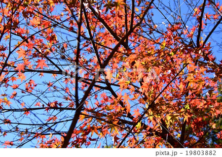 祝子川の紅葉と大崩山 祝子川の紅葉と大崩山 19803882