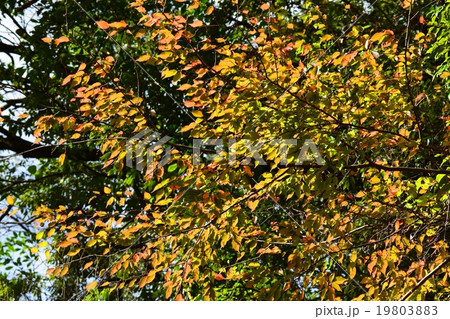 祝子川の紅葉と大崩山 祝子川の紅葉と大崩山 19803883