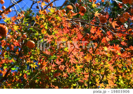 祝子川の紅葉と大崩山 祝子川の紅葉と大崩山 19803906