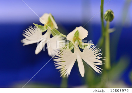 サギソウ(鷺草) サギソウ(鷺草) 19803976