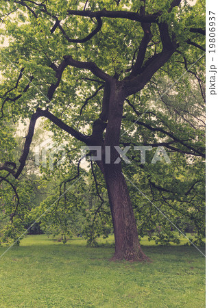 Ancient oaks leafy treetop Ancient oaks leafy treetop 19806937
