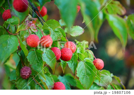 可愛いヤマボウシの赤い実の写真素材