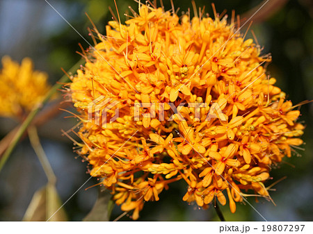 ムユウジュ 19807297