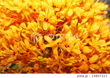 ムユウジュ 19807321