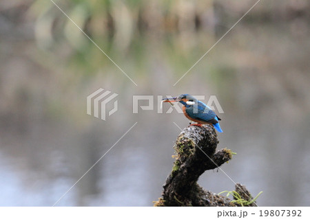 カワセミ カワセミ 19807392
