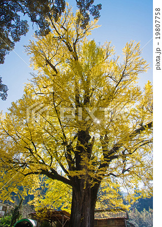 宮園の大銀杏 宮園の大銀杏 19807758