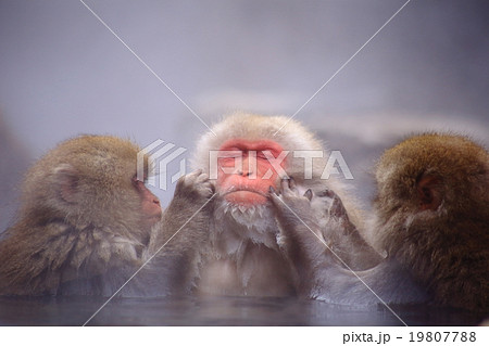 温泉に浸かる猿 温泉に浸かる猿 19807788