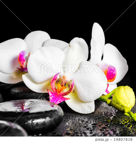 spa concept of blooming white and red orchid  19807816