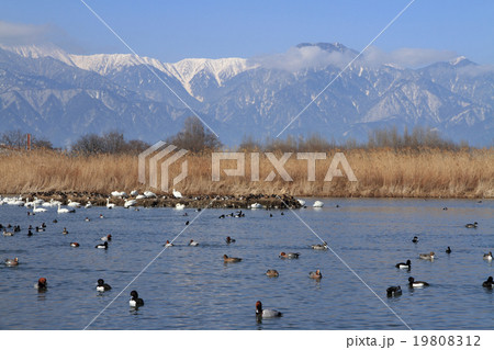 冬の安曇野 水鳥と北アルプス 冬の安曇野 水鳥と北アルプス 19808312