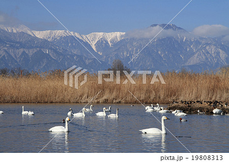 冬の安曇野　白鳥と北アルプス 19808313