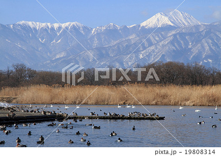 冬の安曇野 水鳥と北アルプス 冬の安曇野 水鳥と北アルプス 19808314
