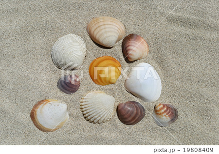 Sea shells on the sand 19808409