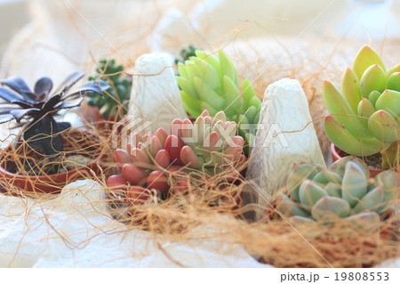 多肉植物インテリアの写真素材