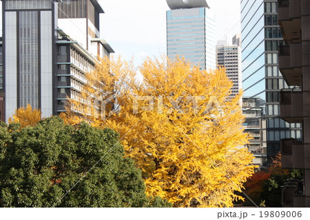 銀杏とホテルオークラ別館 銀杏とホテルオークラ別館 19809006