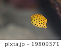 ミナミハコフグ幼魚 19809371