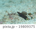 ホタテツノハゼ 19809375