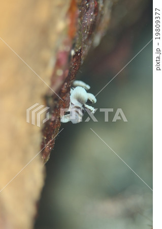 イザヨイベンケイハゼ横姿 19809377