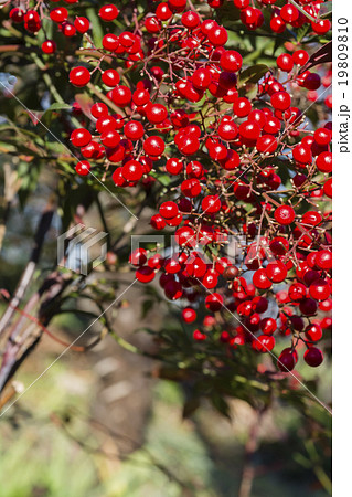 冬の南天の写真素材