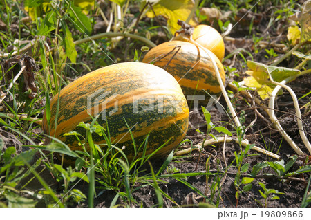 pumpkins in the garden 19809866