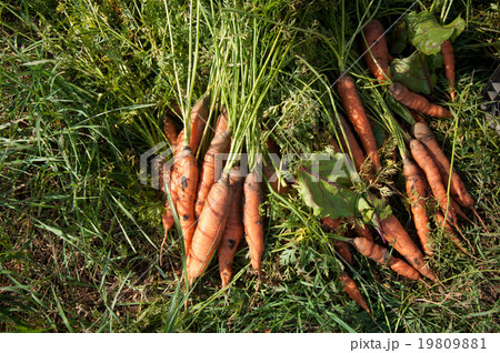 Harvest. Bunch of carrot on the grass 19809881