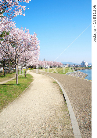 日本の歴史公園100選 狭山池公園の桜の写真素材