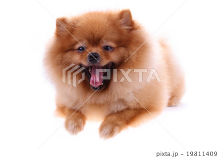 brown pomeranian dog isolated on white background 19811409