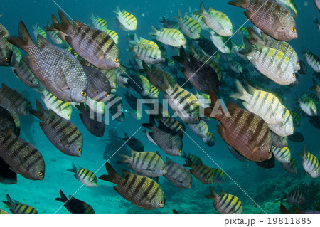 Sergeant fish bait ball underwater 19811885