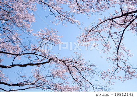 満開の桜 満開の桜 19812143