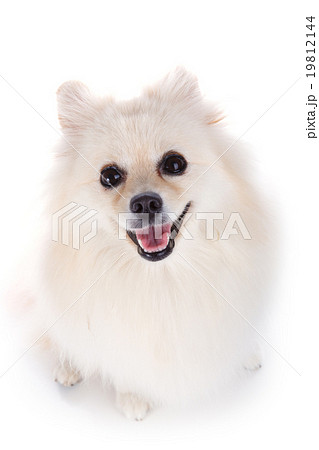 white pomeranian dog white pomeranian dog 19812144