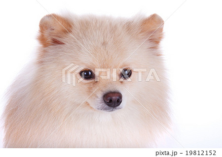 white pomeranian dog close up face 19812152