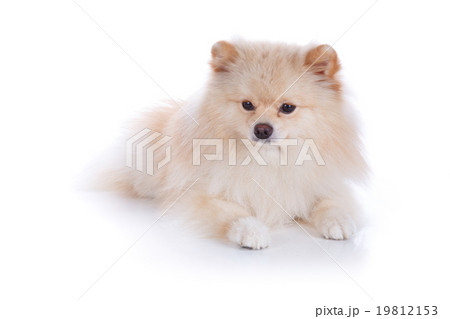 white pomeranian puppy dog 19812153