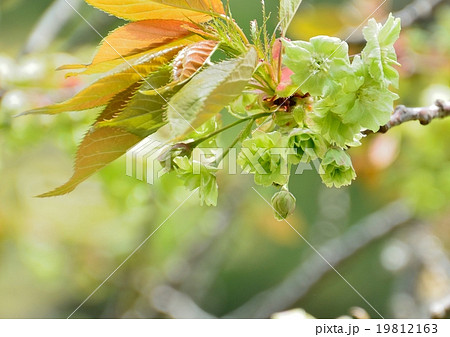 緑の花咲く御衣黄桜 19812163