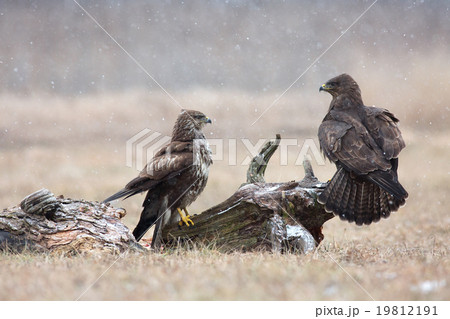 Two common buzzard (Buteo buteo) in winter, meadow 19812191